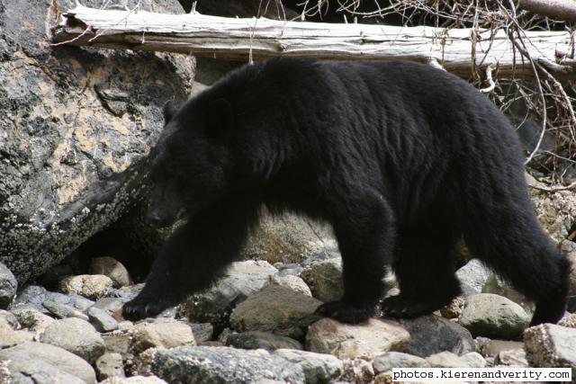 black bear