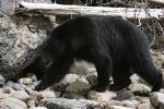 black bear