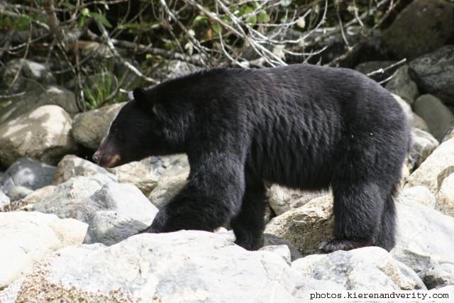 black bear