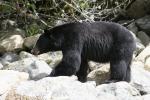 black bear
