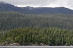 waiting for black bears