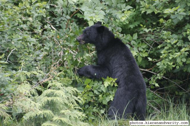 black bear
