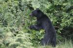 black bear