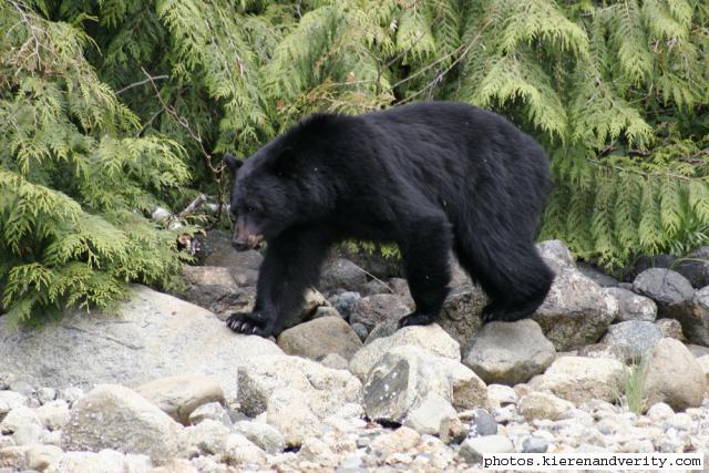 black bear