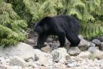 black bear