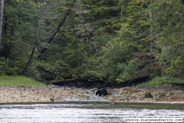 black bear crossing stream