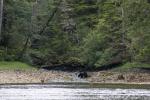 black bear crossing stream
