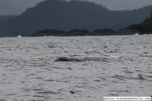 grey whale