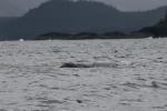 grey whale