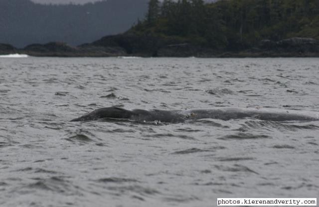 grey whale