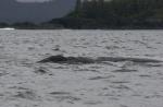 grey whale