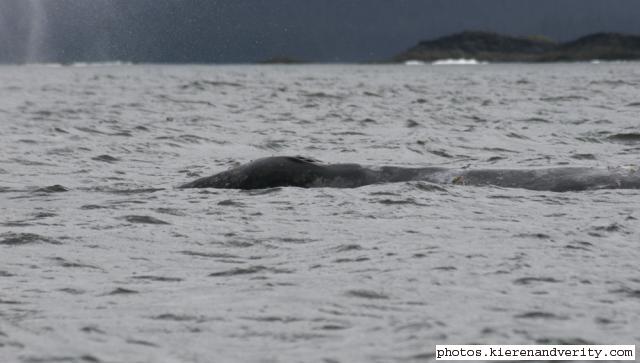 grey whale