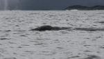 grey whale