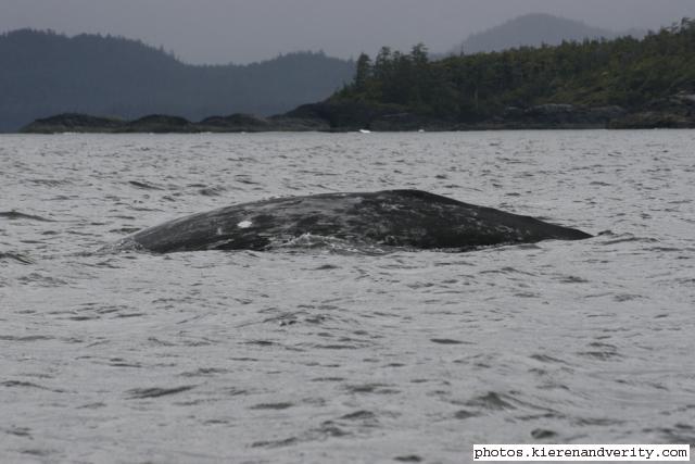 grey whale