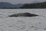 grey whale