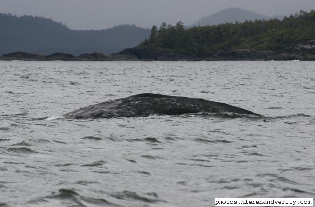 grey whale
