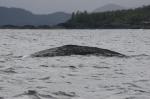 grey whale