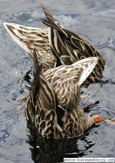 dabbling ducks