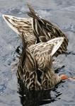 dabbling ducks