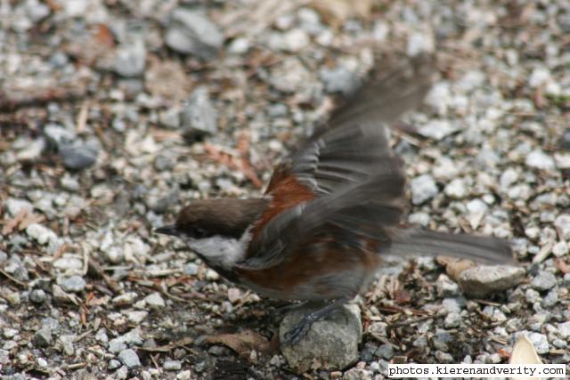 chestnut-backed chickadee