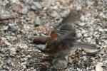 chestnut-backed chickadee