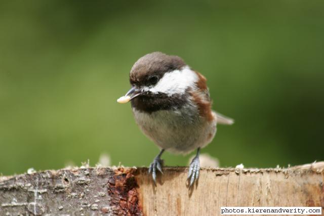 chestnut-backed chickadee