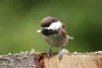 chestnut-backed chickadee