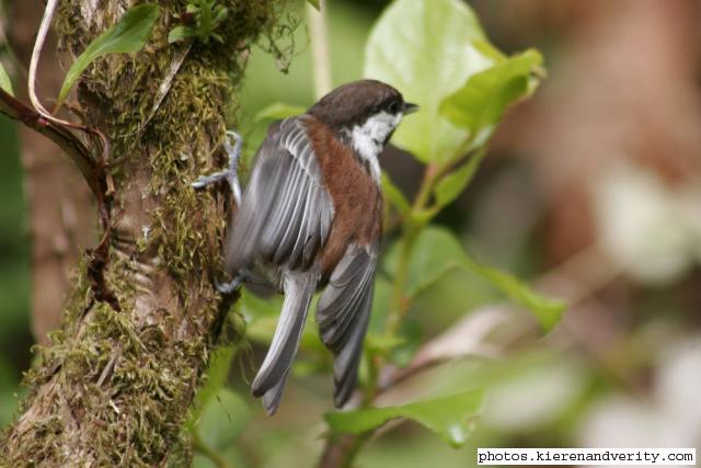 chestnut-backed chickadee
