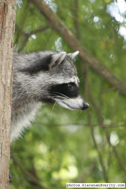 racoon