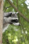 racoon