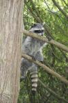 racoon
