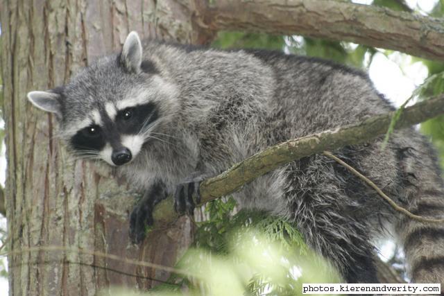 racoon