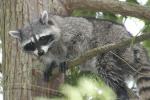 racoon