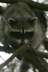 racoon