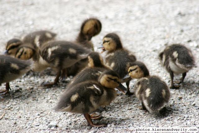 ducklings
