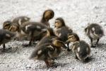 ducklings
