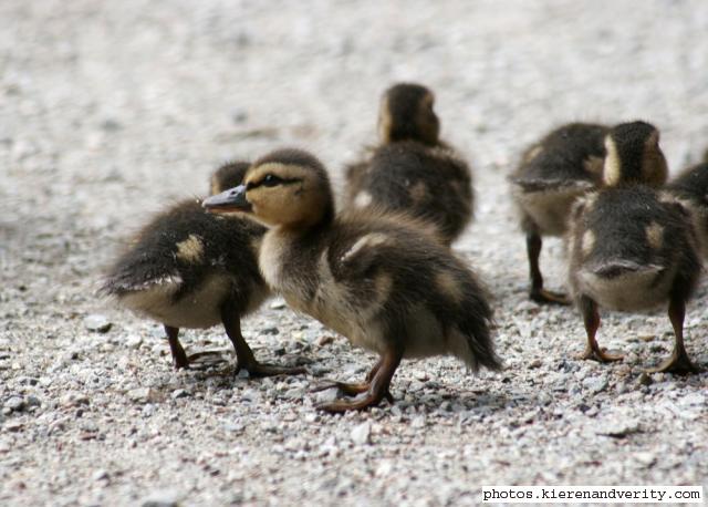 ducklings
