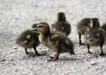 ducklings