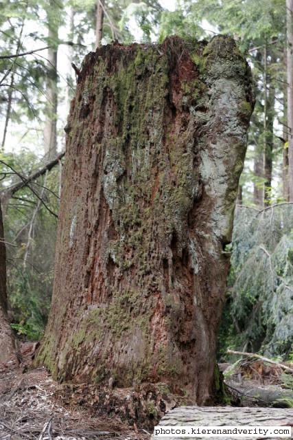 stump
