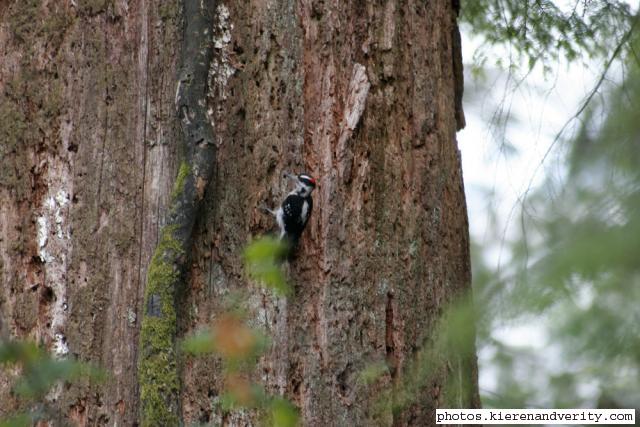woodpeckers