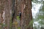 woodpeckers
