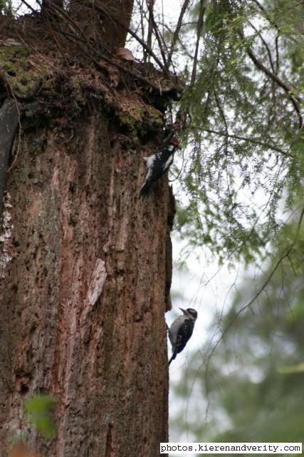 woodpeckers