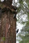 woodpeckers