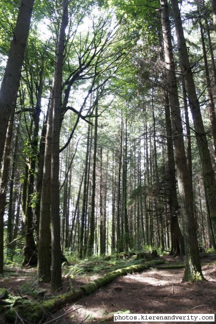 trees