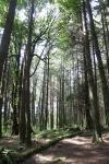 trees