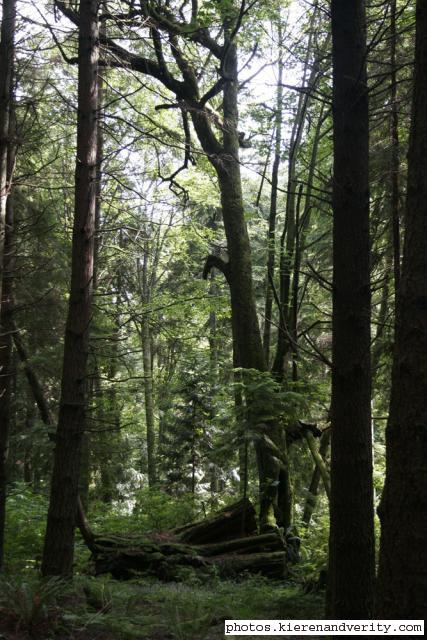 trees