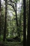 trees