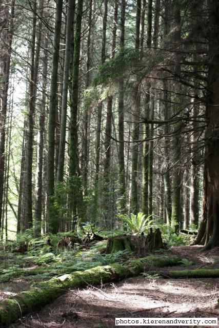 trees