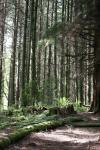 trees