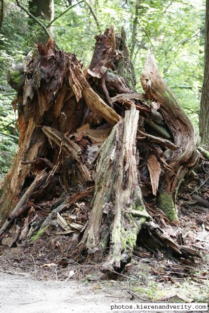 stump